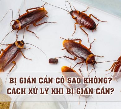 bị gián cắn có sao không