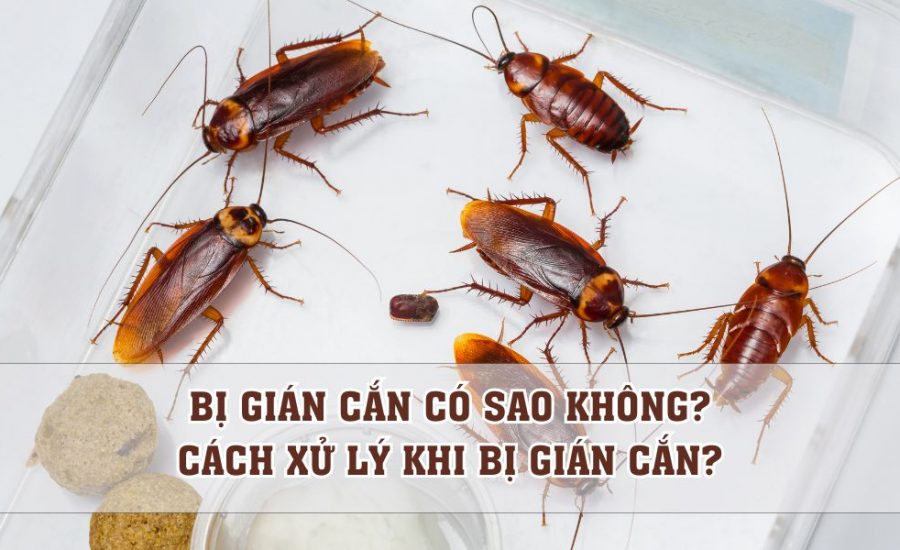 bị gián cắn có sao không