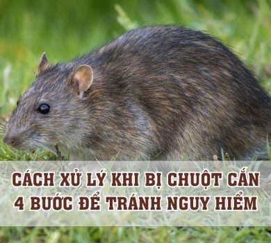 xử lý khi bị chuột cắn