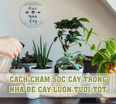 cách chăm sóc cây trong nhà