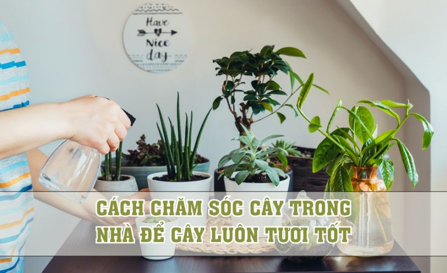 cách chăm sóc cây trong nhà