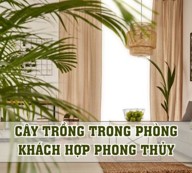 cây trồng trong phòng khách