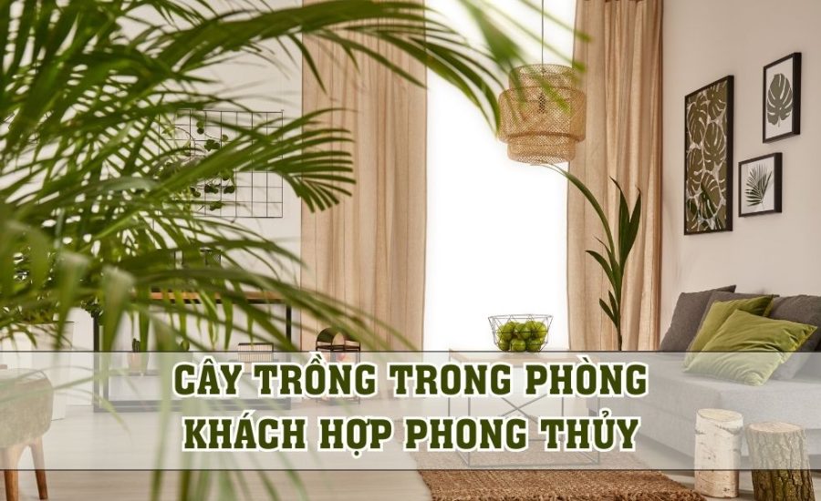 cây trồng trong phòng khách