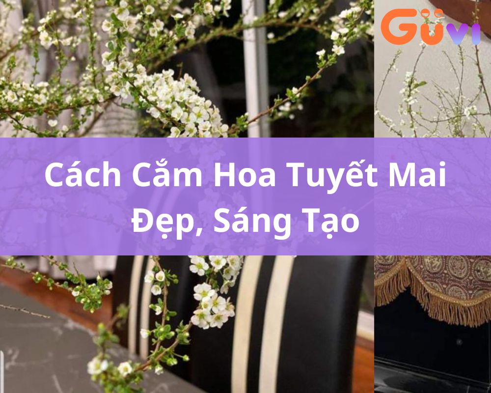 cam hoa tuyet mai