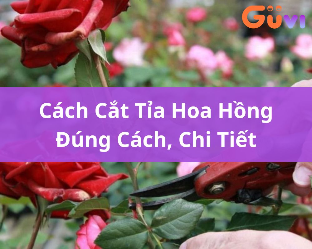 cat tia hoa hong 5