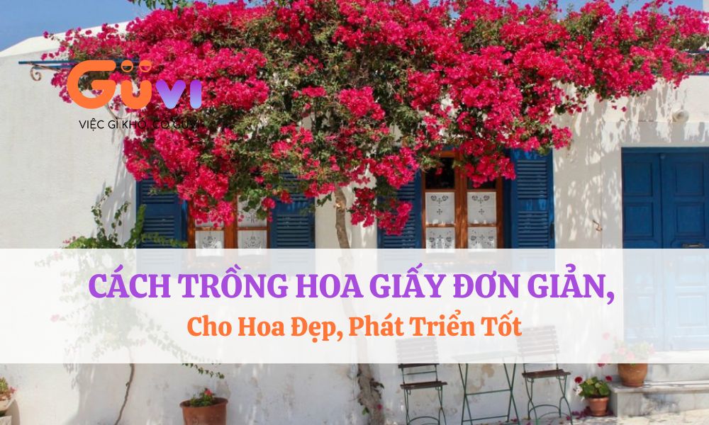 hoa giay