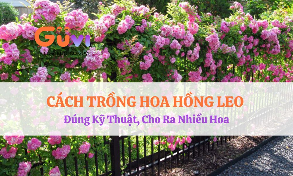 hoa hong leo 12