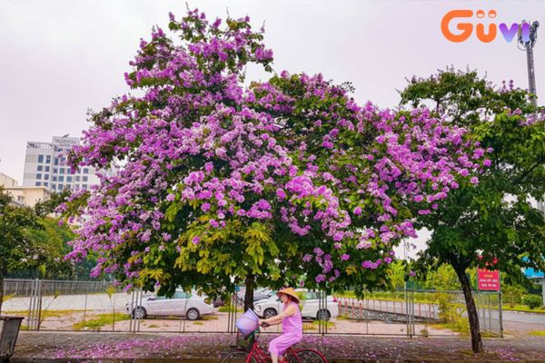 Cây bằng lăng