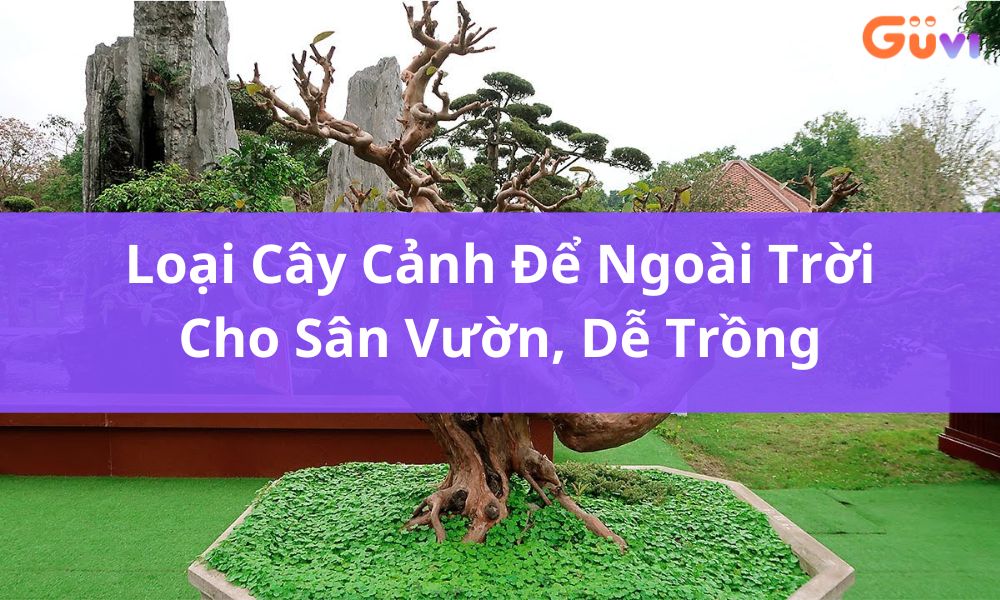 cay canh 17